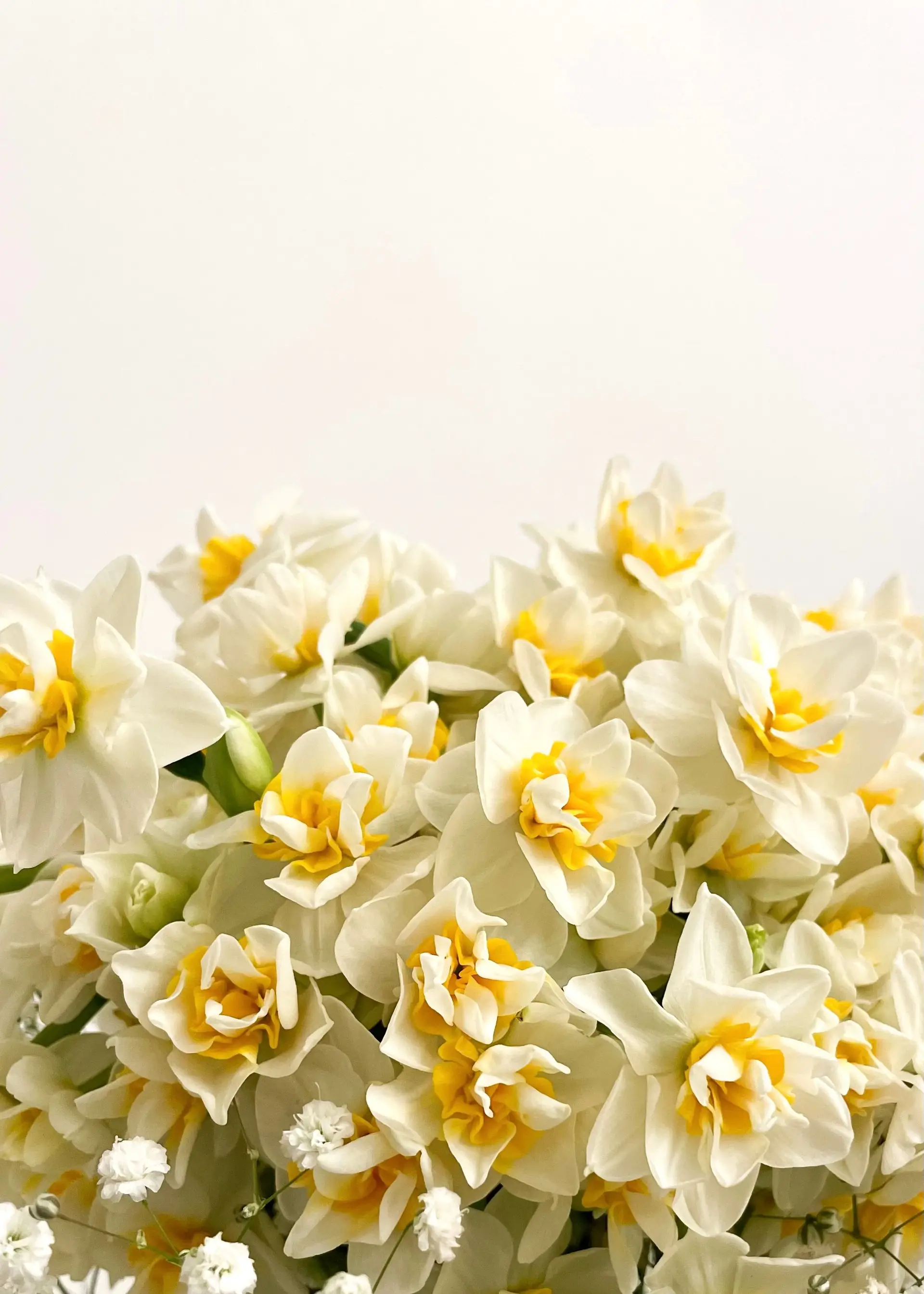 Elegant daffodils on white background