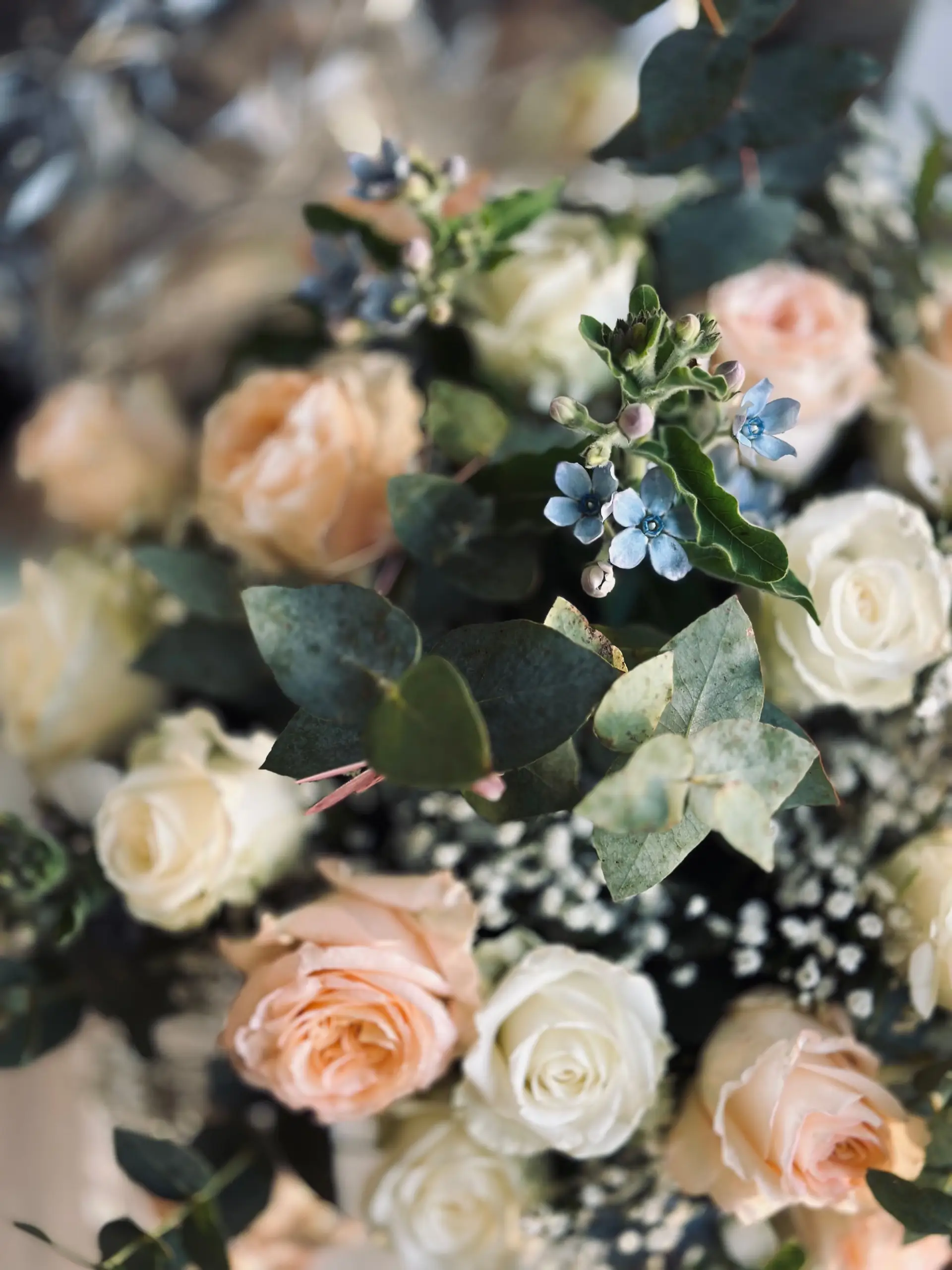 Rose and Eucalyptus close-up